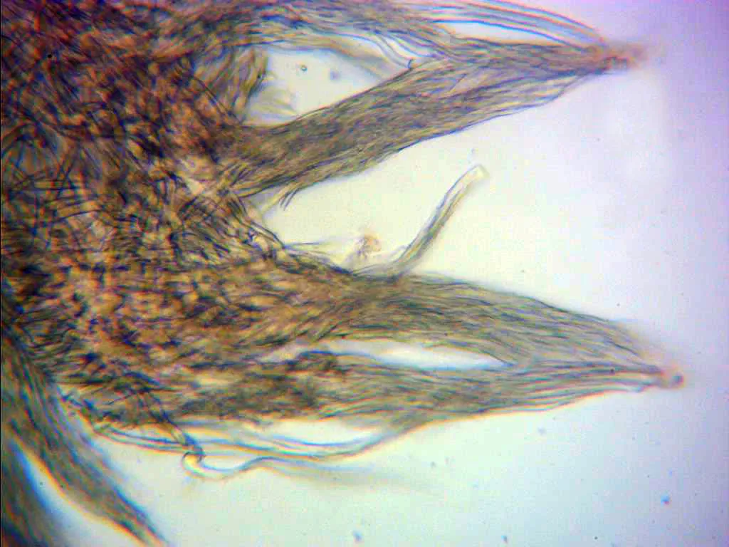 Microscopía de Schizophyllum commune - 10 - Cutícula x 400 2